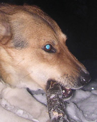 blue eye in dog's photo