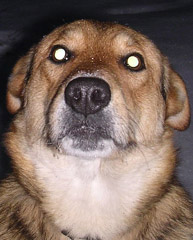 Yellow eye in dog's photo